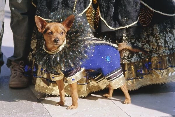 Small dog in carnival costume