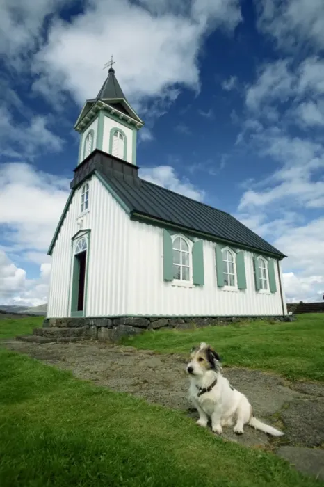 Framed Print : Small dog in front of one of Icelands best known churches Framed Print : Small dog in front of one of Icelands best known churches