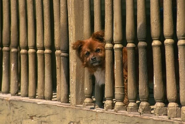 Small dog peeping out, Campo, Leon, Spain, Europe