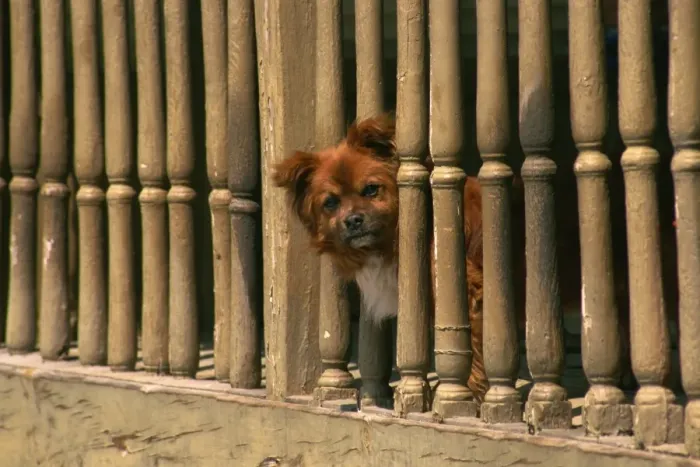 Framed Print : Small dog peeping out, Campo, Leon, Spain, Europe Framed Print : Small dog peeping out, Campo, Leon, Spain, Europe