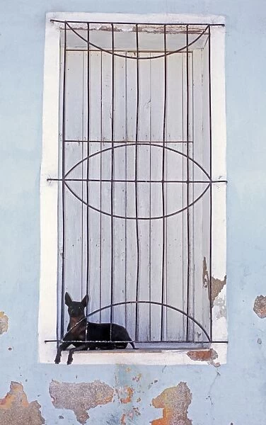 Small dog resting between shuttered windows and gratings, Sancti Spiritus