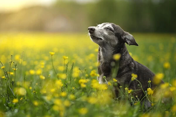Small dog sunbathing in a field of yellow flowers, Italy, Europe