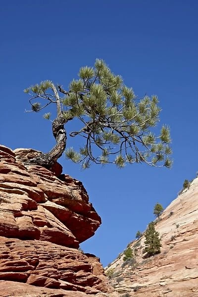 Small evergreen growing atop a small red rock formation, Zion National Park, Utah, United States of America, North America