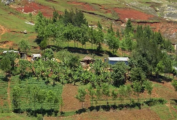 Small farm with trees and bananas, showing erosion in the background, Bois d Avril