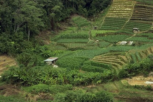Small fields of crops in the Cameron Highlands in Perak Province
