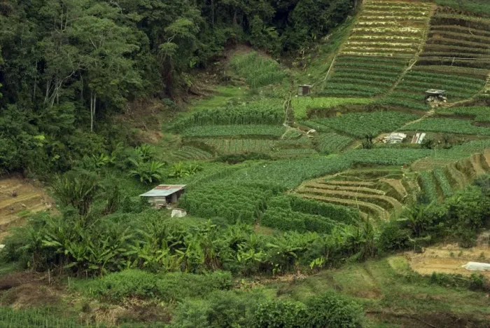 Framed Print : Small fields of crops in the Cameron Highlands in Perak Province Framed Print : Small fields of crops in the Cameron Highlands in Perak Province