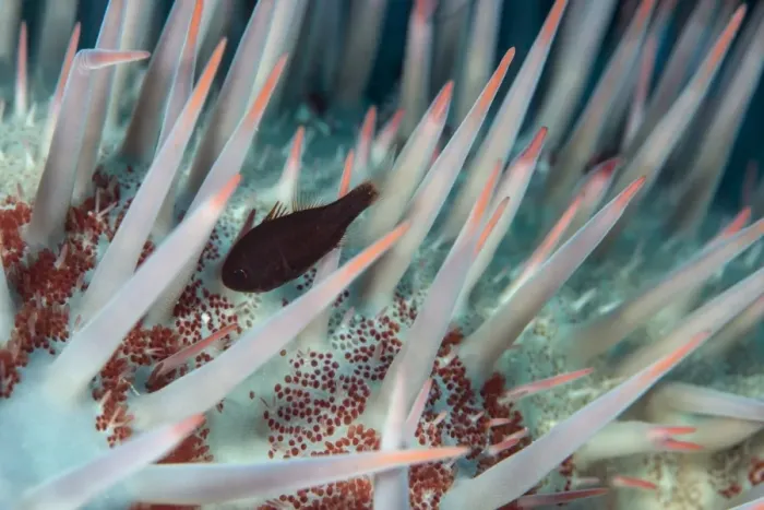 Framed Print : Small fish hides in the venomous spines of a crown of thorns starfish (Acanthaster planci) Framed Print : Small fish hides in the venomous spines of a crown of thorns starfish (Acanthaster planci)