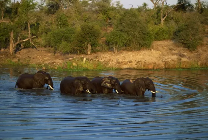 Framed Print : Small group of African elephants in water Framed Print : Small group of African elephants in water