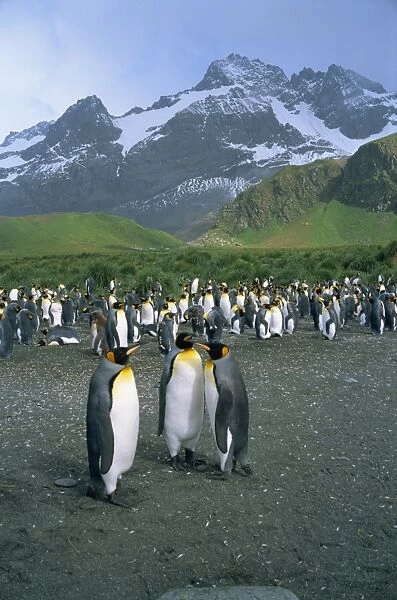 Small group of emperor penguins