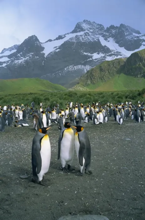 Framed Print : Small group of emperor penguins Framed Print : Small group of emperor penguins