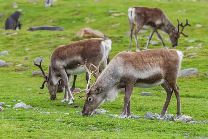 Framed Print : A small group of introduced reindeer (Rangifer tarandus) before eradication in Stromness Bay, South Georgia, Polar Regions