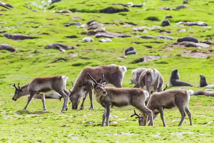 Framed Print : A small group of introduced reindeer (Rangifer tarandus) before eradication in Stromness Bay, South Georgia, Polar Regions
