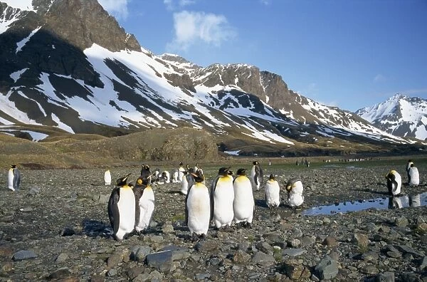 Small group of king penguins