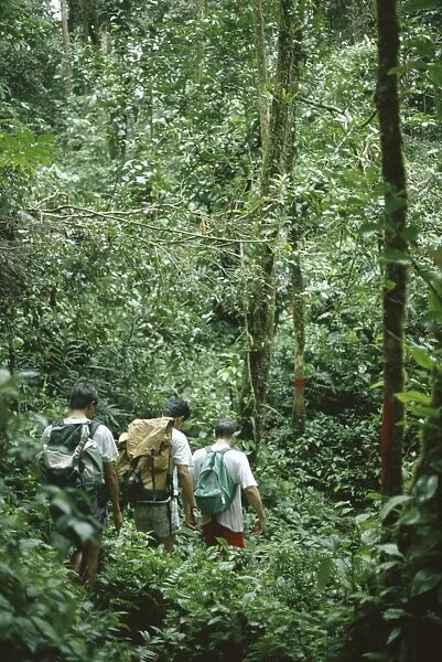 A small group of people trekking through primary rainforest
