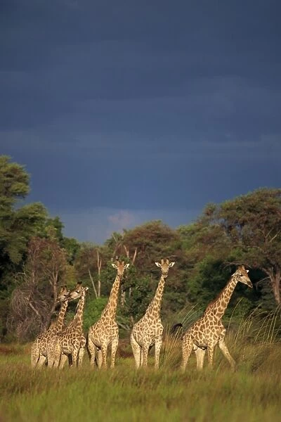 Small group of southern giraffe (Giraffa camelopardalis)