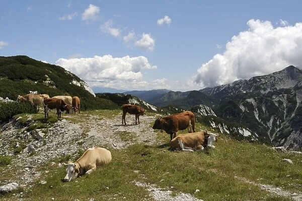 Small herd of Cows (Bos taurus) on alpine pastureland in the Julian Alps, Triglav National Park, slovenia, slovenian, europe, european