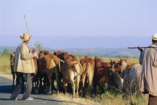 Small herd of cows and their herders, Woolisso reigion, Shoa Province, Ethiopia