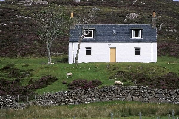 Small house and sheep