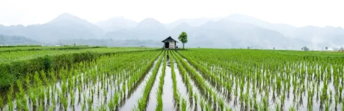 Framed Print : Small hut in the middle of Padi field in Sumatra, Indonesia, Southeast Asia Framed Print : Small hut in the middle of Padi field in Sumatra, Indonesia, Southeast Asia