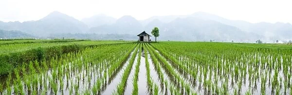 Small hut in the middle of Padi field in Sumatra, Indonesia, Southeast Asia