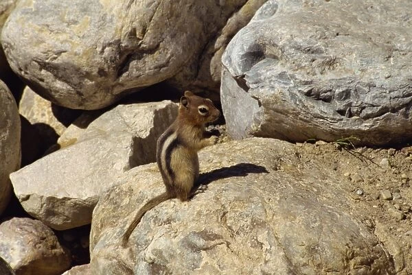 Small mammal at Lake Louise in the Rocky Mountains, Alberta, Canada, North America