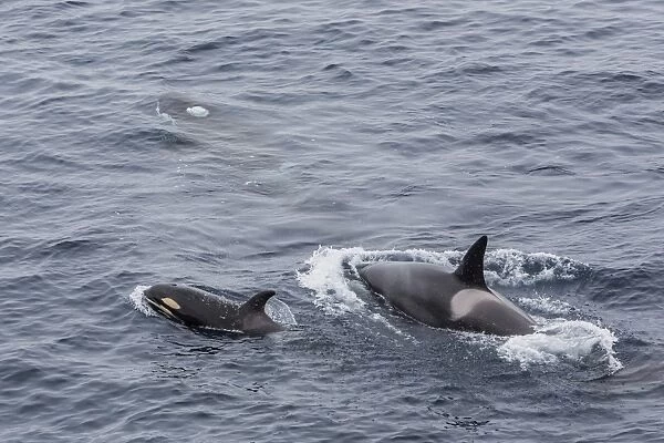 A small pod of around 12 curious killer whales (Orcinus orca), off the Cumberland Peninsula, Baffin Island, Nunavut, Canada, North America
