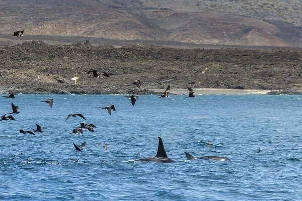 A small pod of four or five killer whales (Orcinus orca) feeding amongst frigatebirds between Fernandina and Isabela Islands, Galapagos Islands, UNESCO World Heritage Site, Ecuador, South America