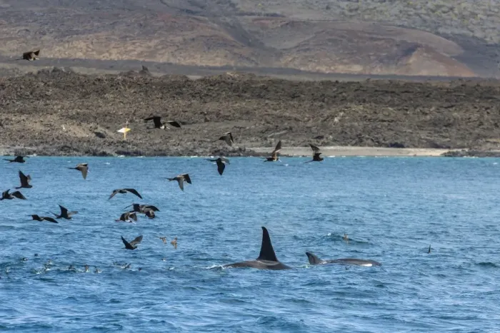 Framed Print : A small pod of four or five killer whales (Orcinus orca) feeding amongst frigatebirds between Fernandina and Isabela Islands, Galapagos Islands, UNESCO World Heritage Site, Ecuador, South America Framed Print : A small pod of four or five killer whales (Orcinus orca) feeding amongst frigatebirds between Fernandina and Isabela Islands, Galapagos Islands, UNESCO World Heritage Site, Ecuador, South America