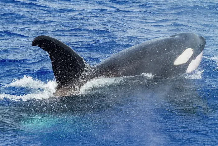 Framed Print : A small pod of killer whales (Orcinus orca) off Ascension Island in the Tropical Atlantic Ocean, South Atlantic Ocean Framed Print : A small pod of killer whales (Orcinus orca) off Ascension Island in the Tropical Atlantic Ocean, South Atlantic Ocean
