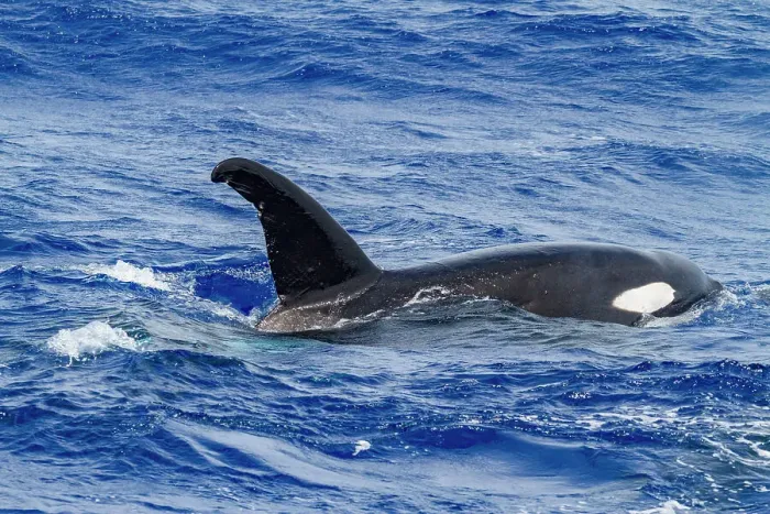 Framed Print : A small pod of killer whales (Orcinus orca) off Ascension Island in the Tropical Atlantic Ocean, South Atlantic Ocean Framed Print : A small pod of killer whales (Orcinus orca) off Ascension Island in the Tropical Atlantic Ocean, South Atlantic Ocean