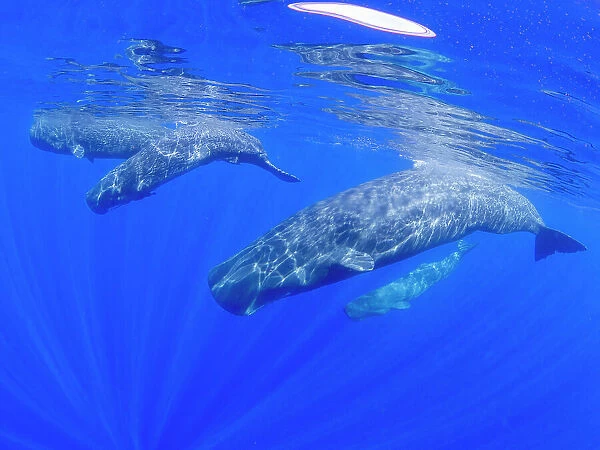 A small pod of sperm whales (Physeter macrocephalus) swimming underwater off the coast of Roseau, Dominica, Windward Islands, West Indies, Caribbean, Central America