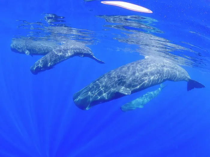 Framed Print : A small pod of sperm whales (Physeter macrocephalus) swimming underwater off the coast of Roseau, Dominica, Windward Islands, West Indies, Caribbean, Central America Framed Print : A small pod of sperm whales (Physeter macrocephalus) swimming underwater off the coast of Roseau, Dominica, Windward Islands, West Indies, Caribbean, Central America