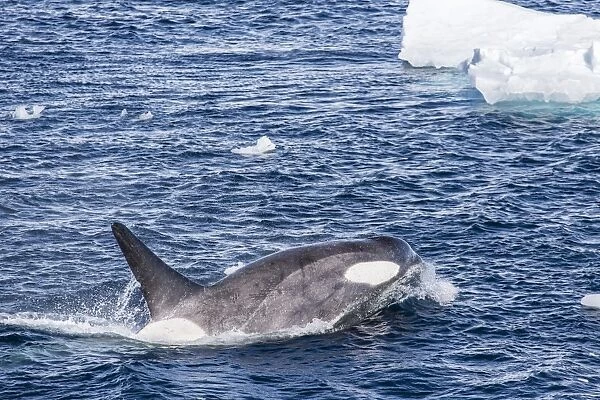 A small pod of Type B killer whales (Orcinus orca), near Cierva Cove, Antarctica, Southern Ocean, Polar Regions