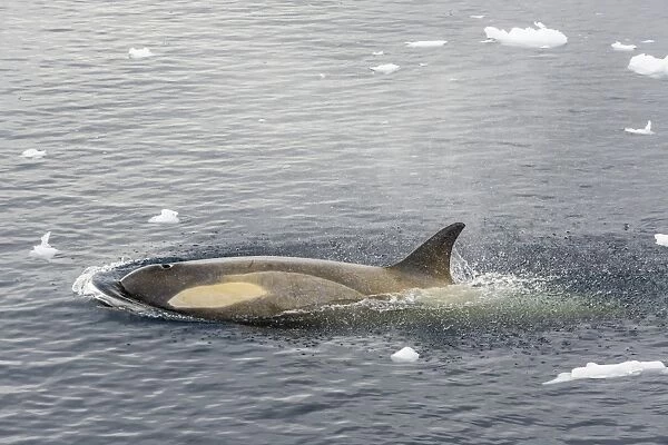 A small pod of Type B killer whales (Orcinus orca) in Neko Harbor, Andvord Bay, Antarctica, Southern Ocean, Polar Regions