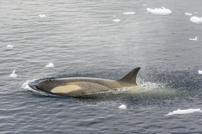 Framed Print : A small pod of Type B killer whales (Orcinus orca) in Neko Harbor, Andvord Bay, Antarctica, Southern Ocean, Polar Regions Framed Print : A small pod of Type B killer whales (Orcinus orca) in Neko Harbor, Andvord Bay, Antarctica, Southern Ocean, Polar Regions