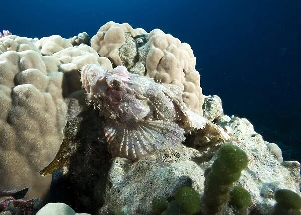 Small scale scorpionfish (Scorpaenopsis oxycephala) (Tassled scorpionfish) in the Red Sea, Marsa Alam, Egypt, North Africa, Africa