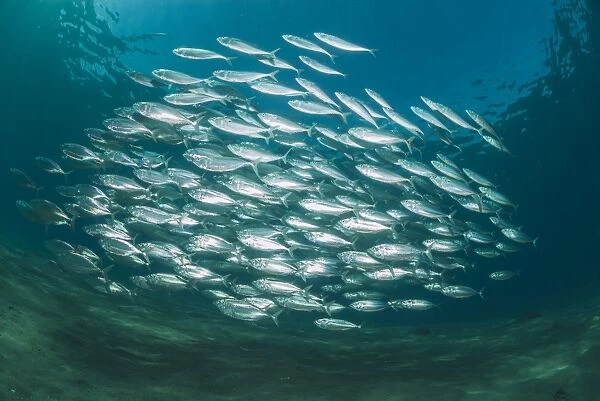 Small school of Indian mackerel (Rastrelliger kanagurta) in shallow water, Naama Bay, Sharm El Sheikh, Red Sea, Egypt, North Africa, Africa