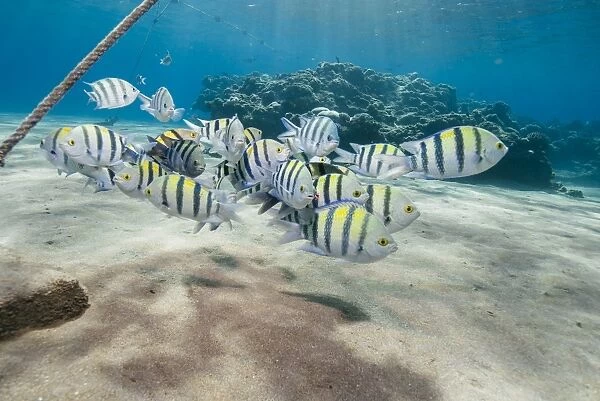 Small school of sergeant major fish (Abudefduf vaigiensis) in shallow sandy bay, Naama Bay, Sharm El Sheikh, Red Sea, Egypt, North Africa, Africa