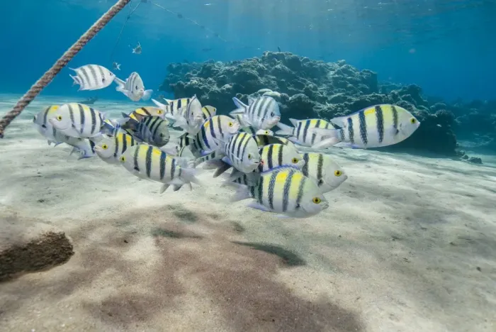Framed Print : Small school of sergeant major fish (Abudefduf vaigiensis) in shallow sandy bay, Naama Bay, Sharm El Sheikh, Red Sea, Egypt, North Africa, Africa Framed Print : Small school of sergeant major fish (Abudefduf vaigiensis) in shallow sandy bay, Naama Bay, Sharm El Sheikh, Red Sea, Egypt, North Africa, Africa