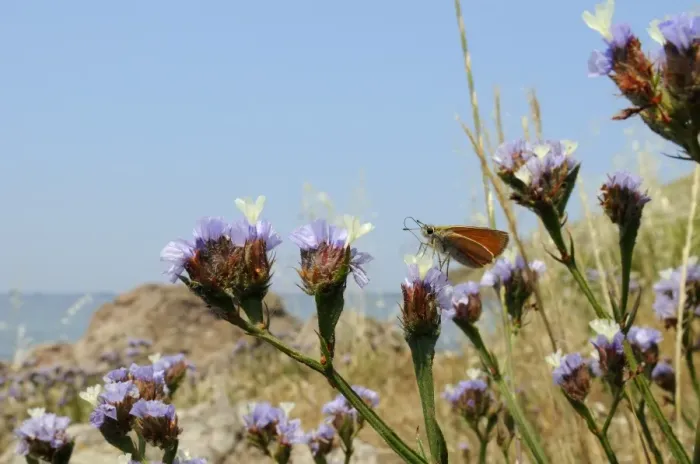 Framed Print : Small skipper (Thymelicus sylvestris) feeding from Winged sea lavender (Limonium sinuatum) flower, Lesbos (Lesvos), Greek Islands, Greece, Europe Framed Print : Small skipper (Thymelicus sylvestris) feeding from Winged sea lavender (Limonium sinuatum) flower, Lesbos (Lesvos), Greek Islands, Greece, Europe
