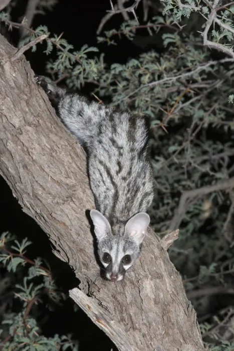 Framed Print : Small spotted genet (Genetta genetta), Kgalagadi Transfrontier Park, South Africa, Africa Framed Print : Small spotted genet (Genetta genetta), Kgalagadi Transfrontier Park, South Africa, Africa