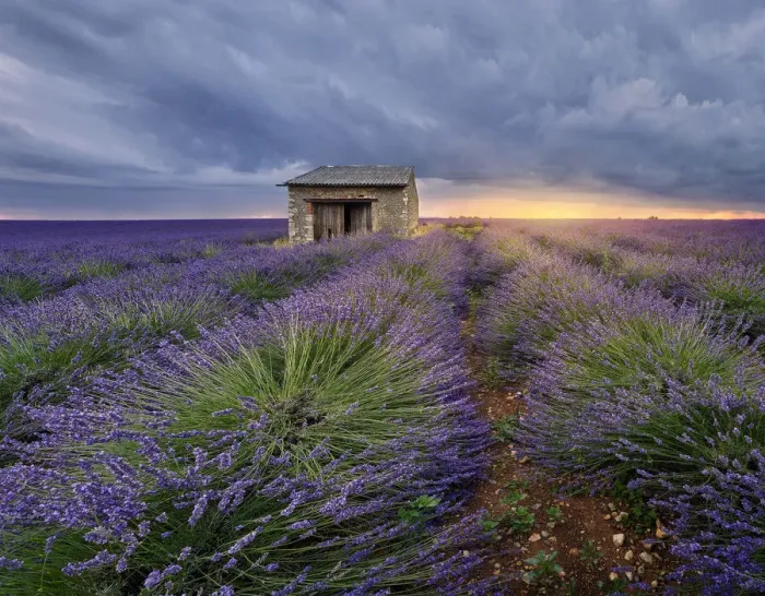 Framed Print : Small stone house in lavender field at sunset with a cloudy sky, Valensole, Provence Framed Print : Small stone house in lavender field at sunset with a cloudy sky, Valensole, Provence