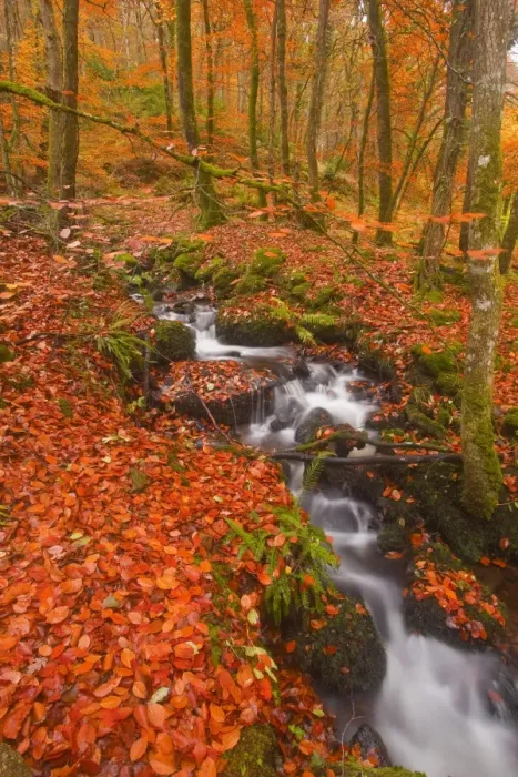 Framed Print : A small stream running through Charles Wood, Dartmoor National Park, Devon, England, United Kingdom, Europe Framed Print : A small stream running through Charles Wood, Dartmoor National Park, Devon, England, United Kingdom, Europe
