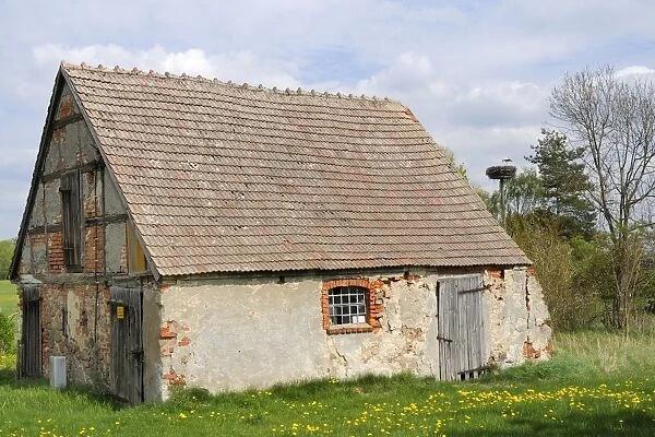 Small traditional barn, with nesting white stork (Ciconia ciconia) nearby, Schorfheide-Chorin Biosphere reserve, Brandenburg, Germany, Europe