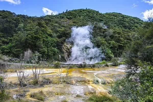 Smoking geothermal acitve field in the Waimangu Volcanic Valley, North Island, New Zealand, Pacific