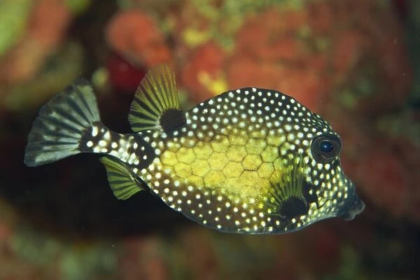 Smooth trunkfish (Lactophrys triqueter), Tobago, West Indies, Caribbean, Central America