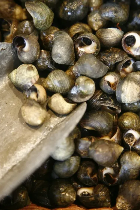 Framed Print : Snails at the market in Trouville were they sell sea food, Normandy, France, Europe Framed Print : Snails at the market in Trouville were they sell sea food, Normandy, France, Europe