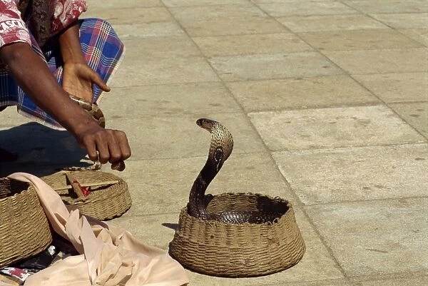 Snake charmer on the waterfront