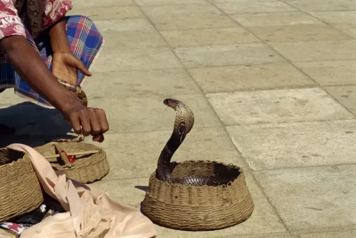 Framed Print : Snake charmer on the waterfront Framed Print : Snake charmer on the waterfront