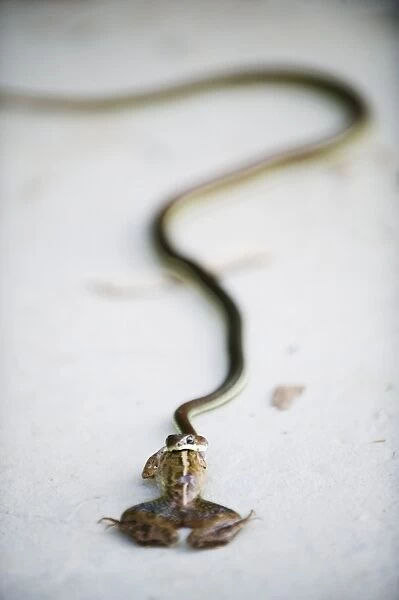 Snake eating a frog, Sungai Kinabatangan River, Sabah, Borneo, Malaysia